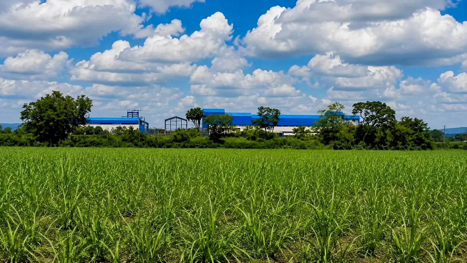 Lake Agro commercial crop production