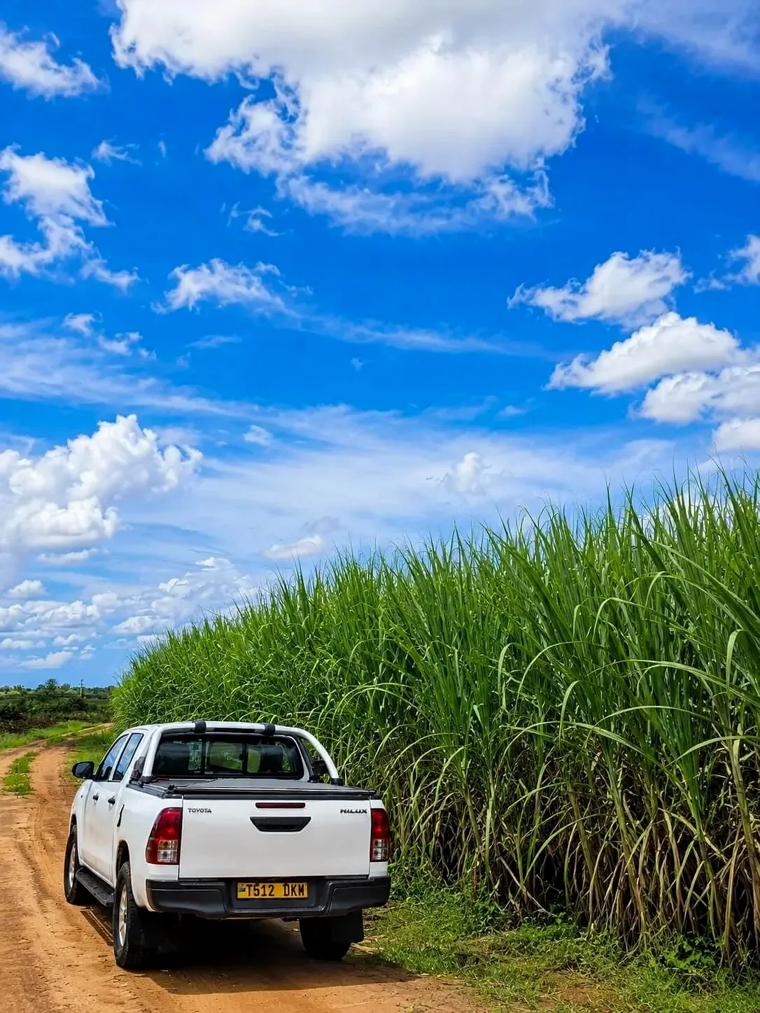 Lake Agro sugarcane plantation beside farm road