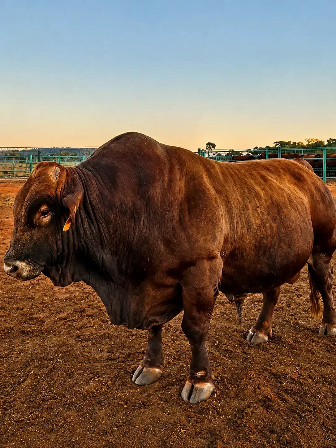 Lake Agro livestock and beef production