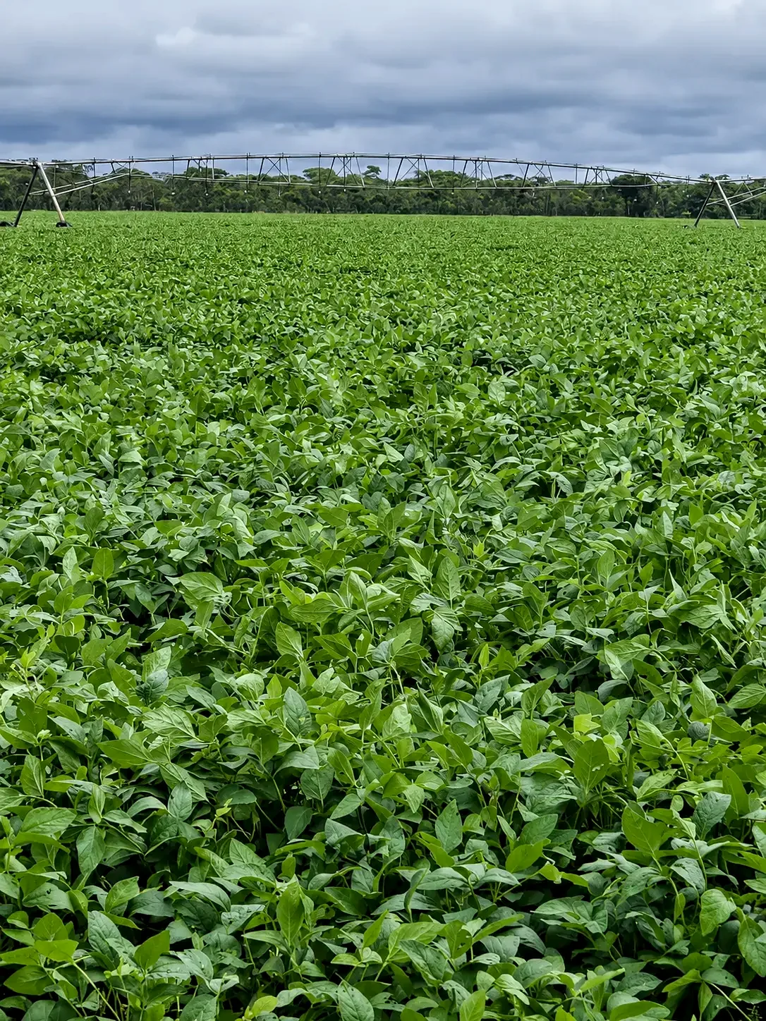 Lake Agro soya bean crop field